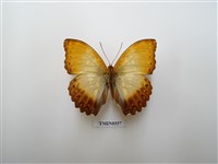 藏品(伊索比亞蝴蝶)的圖片